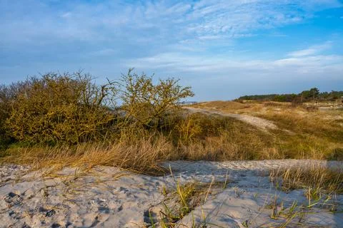 Dry grass on a sandy beach bathing in golden hour sunlight. Picture from Lomma Stock Photos