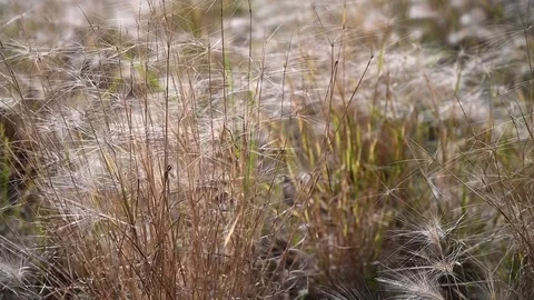 Dry grass in the setting sun Stock Footage 122450498