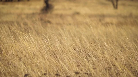 Dry grass shakes from the wind-CloseUp-4k-30fps Stock Footage 123721881