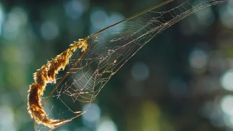 Dry grass shrouded in cobweb sways in the wind vertical Stock Footage 256992922