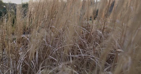 Dry grass slow motion sunset Stock Footage 126639622
