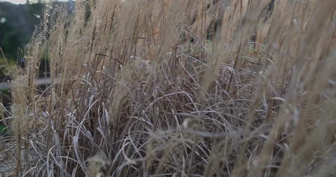 Dry grass slow motion sunset Stock Footage 126639828