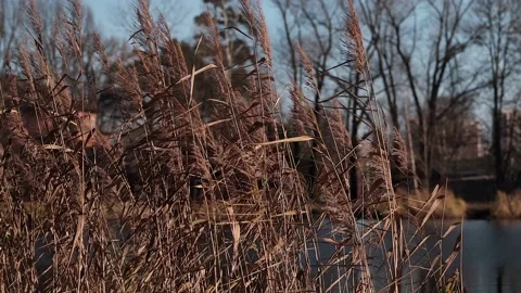 Dry grass slowly sways in the wind against the backdrop of a pond and trees Stockbeeldmateriaal 167253862