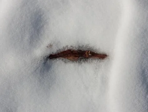 Dry grass in the snow as a backdrop Stock Photos