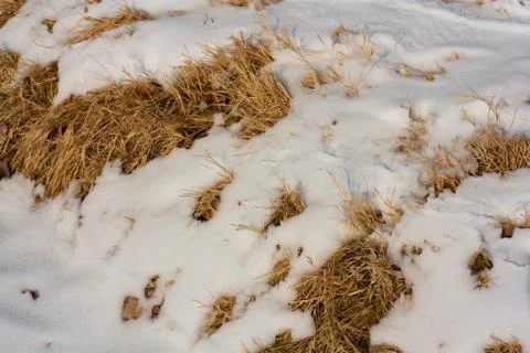 Dry grass in the snow as a backdrop Stock Photos