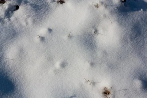 Dry grass in the snow as a backdrop Stock Photos