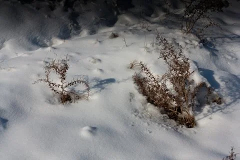 Dry grass in the snow as a backdrop Stock Photos