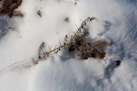 Dry grass in the snow as a backdrop Stock Photos