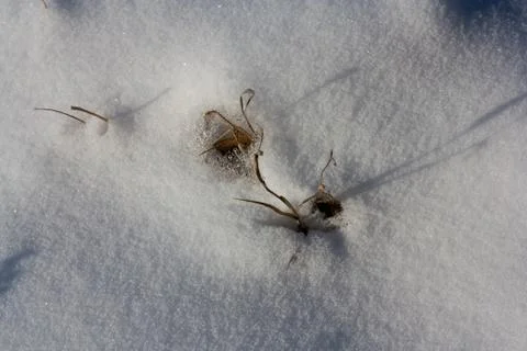Dry grass in the snow as a backdrop Stock Photos