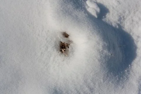 Dry grass in the snow as a backdrop Stock Photos