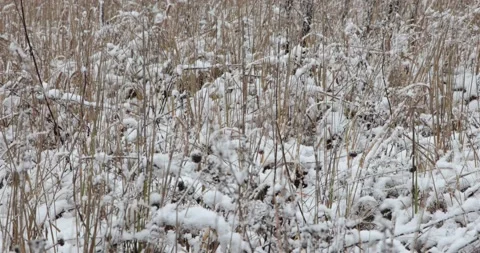 Dry grass in the snow on the field in winter. Stock Footage 149784390