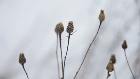 Dry grass in the snow Stock Footage 148467719