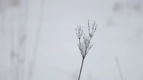Dry grass in the snow Stock Footage 148468348
