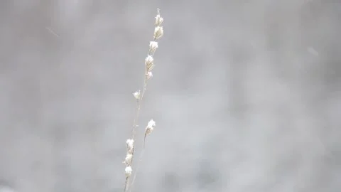 Dry grass in the snow Stock Footage 148468354