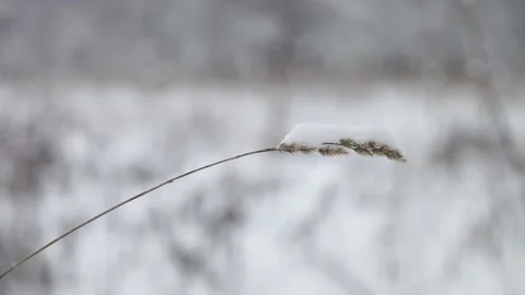 Dry grass in the snow Stock Footage 148468919