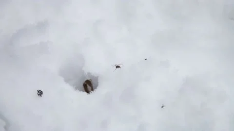 Dry grass in the snow Stock Footage 148468920