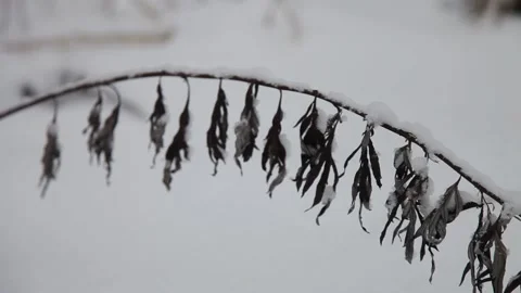 Dry grass in the snow Stock Footage 148469528