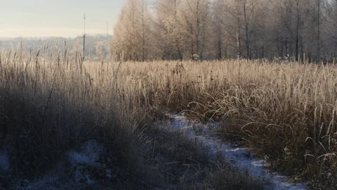 Dry grass in the snow. Panicles of dry grass shrouded in snowflakes against. Stock Footage 99313713