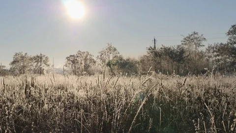 Dry grass in the snow. Panicles of dry grass shrouded in snowflakes against. Stock Footage 99313814