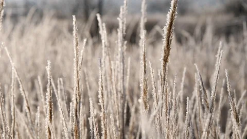 Dry grass in the snow. Panicles of dry grass shrouded in snowflakes against. Stock Footage 99417539