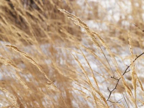Dry grass on the snow Stock Photos