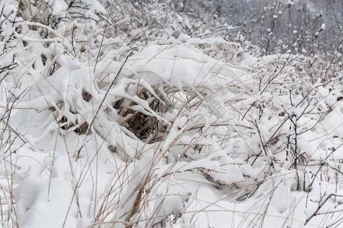 Dry grass in snow Stock Photos