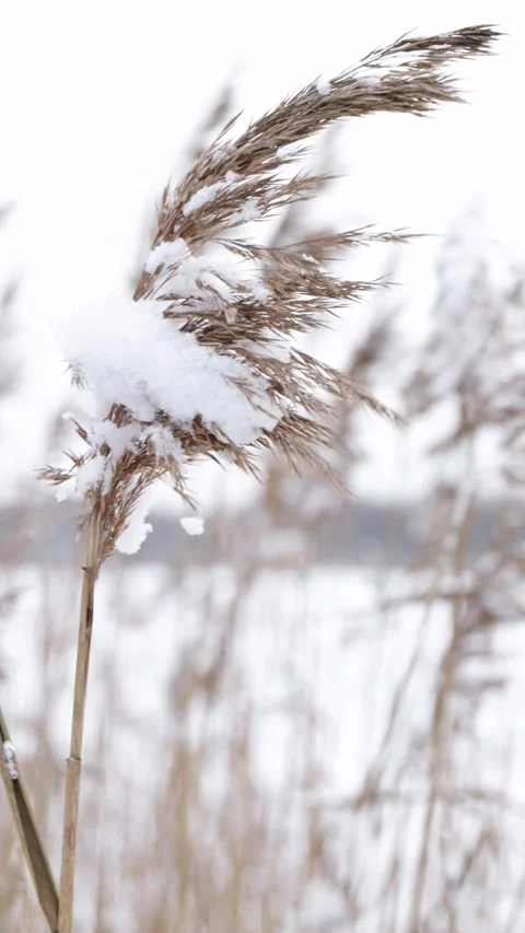 Dry grass in snow sways in the wind in snowy background Stock Footage 294208271