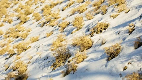 Dry Grass on Snowy Danxia Cliff Sunset B-Roll Stock Footage 325856151