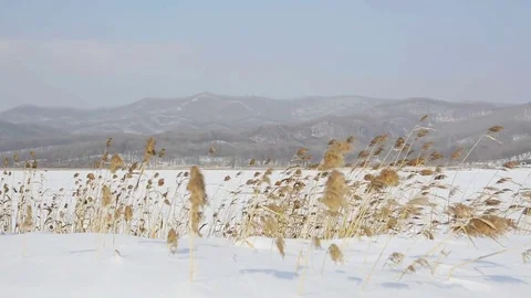 Dry grass is on snowy field. Windy winter day. Stock Footage 71194349
