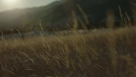 Dry Grass Softly Sways in the Wind, Winter, Baikal Lake Stock-Footage 232018351