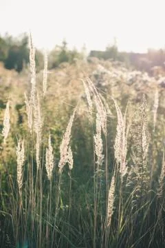 Dry grass in spiderweb on a green meadow in the rays of the setting sun. Stock Photos