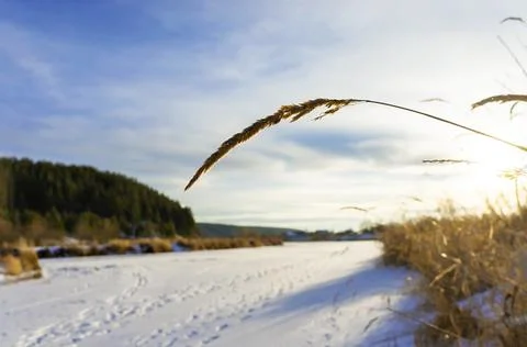 Dry grass spikelet close-up on the background of blue cloudy sky and winter Stock Photos