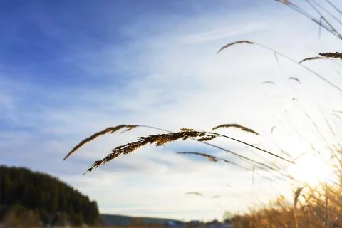 Dry grass spikelet close-up on the background of blue cloudy sky and winter Stock Photos