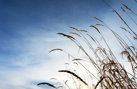 Dry grass spikelet close-up on the background of blue cloudy sky Stock Photos