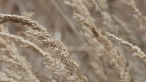 Dry grass spikelets close up swaying in the wind Stock Footage 348107207