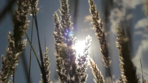 Dry grass with spikelets swaying in wind into sun lens flare, summer plants HD 動画素材 34202394