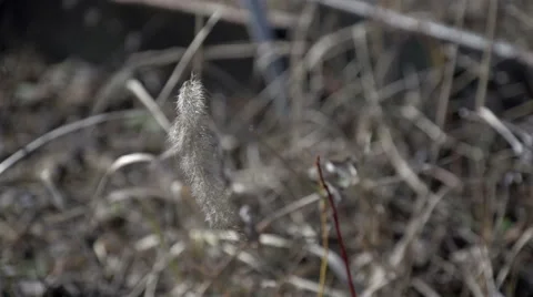 Dry grass in spring  Stock Footage 57942673
