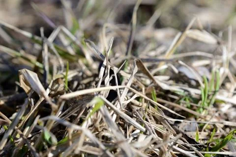 Dry grass in the spring forest close up Stock Photos