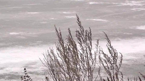 Dry grass stalks on a background of ice Stock Footage 260397805