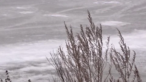 Dry grass stalks on a background of ice Video stock 260397831