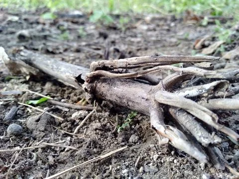 Dry grass stalks Stock Photos