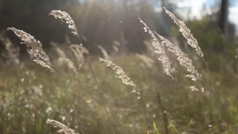 Dry grass stalks swaying in wind with bright sun flare in autumn field Video stock 342436737