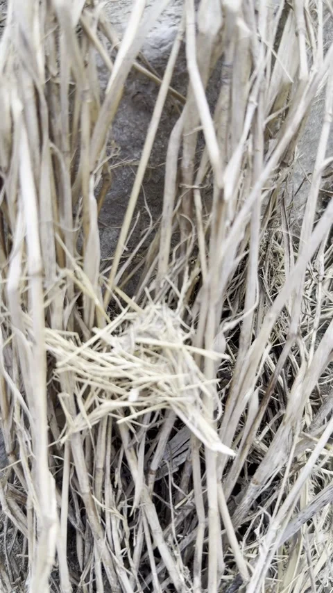 Dry Grass Stems and Weed Texture Close Up Stock Footage 345923111