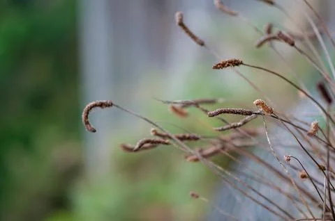 Dry grass stems with selective focus in natural blurred forest background Stock Photos