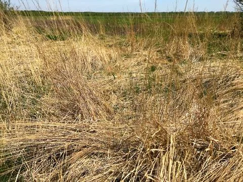 Dry grass in the steppe. Stock Photos