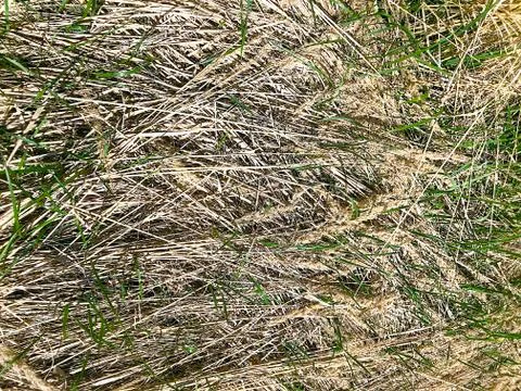 Dry grass in the steppe. Foto stock
