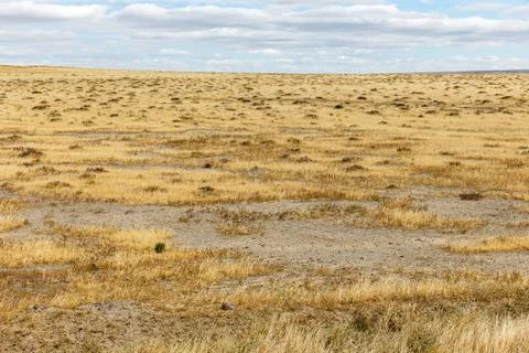 Dry grass in the steppe Stock Photos