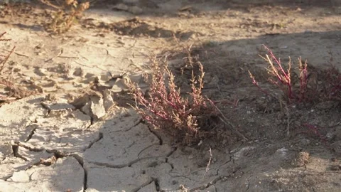 Dry grass in steppe at sunset Stock Footage 318452343
