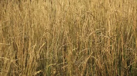 Dry grass in a strong wind Stock Footage 11823971
