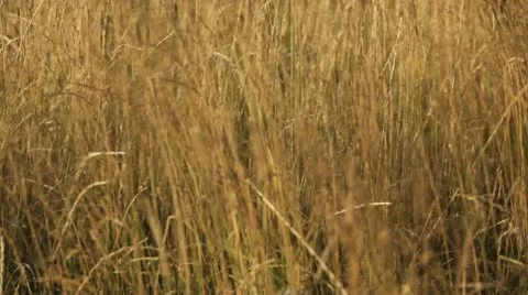 Dry grass in a strong wind Vídeo Stock 11824039